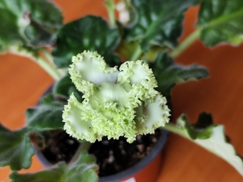 29 mai 2025 - RS Izumrudnyj Gorod