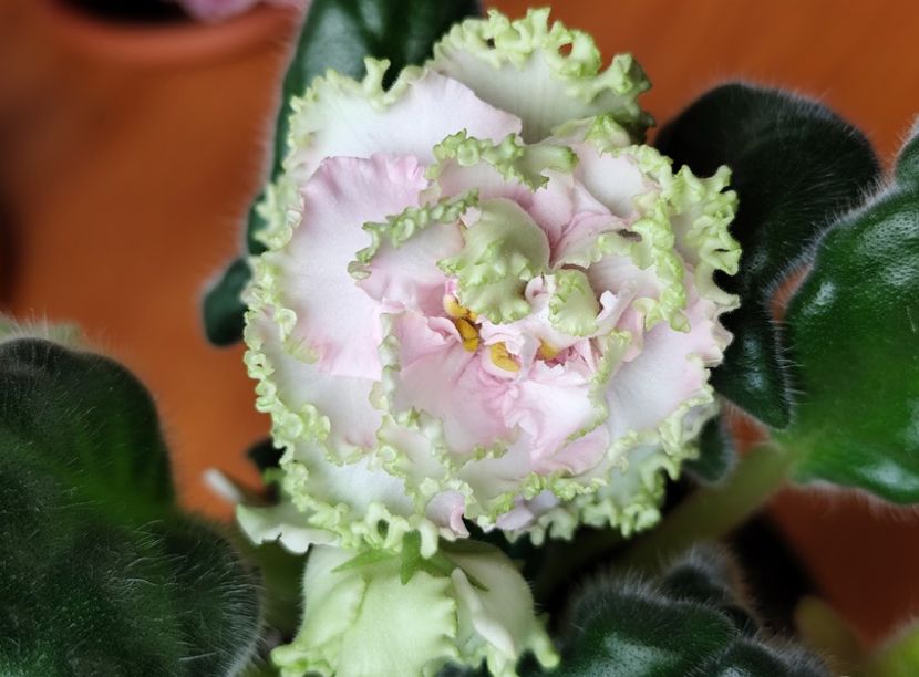 29 mai 2025 - AV Bogemnaya Rapsodiya