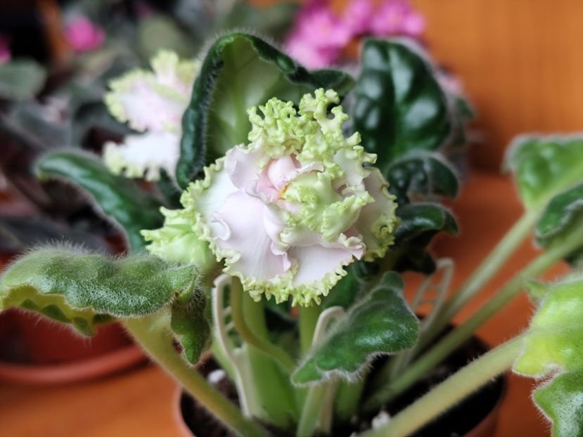 29 mai 2025 - AV Bogemnaya Rapsodiya