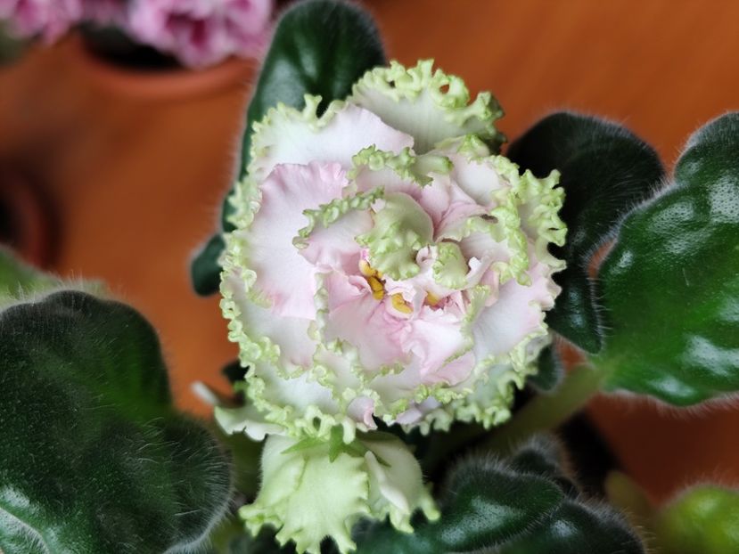 29 mai 2025 - AV Bogemnaya Rapsodiya