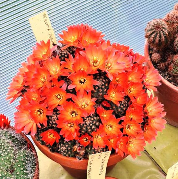 Rebutia pygmaea - Rebutia pygmaea