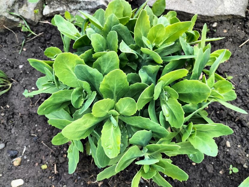 IMG20250517175619 - primavara 2025 la tara