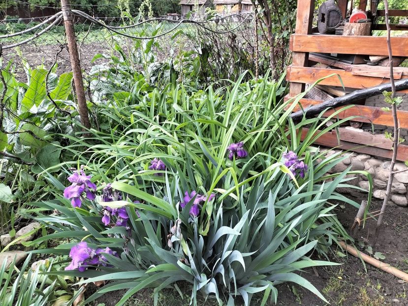 IMG20250517143020 - primavara 2025 la tara