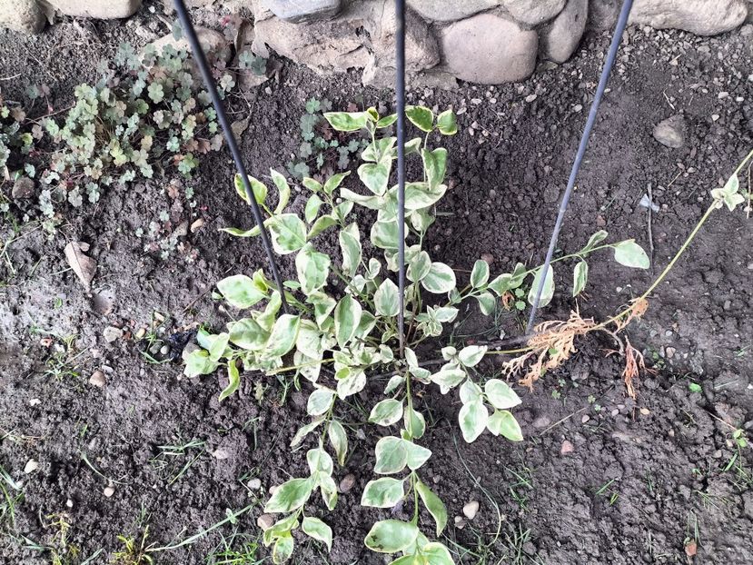 IMG20250517142856 - primavara 2025 la tara