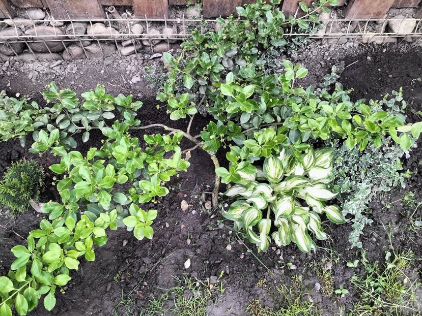 IMG20250517142839 - primavara 2025 la tara