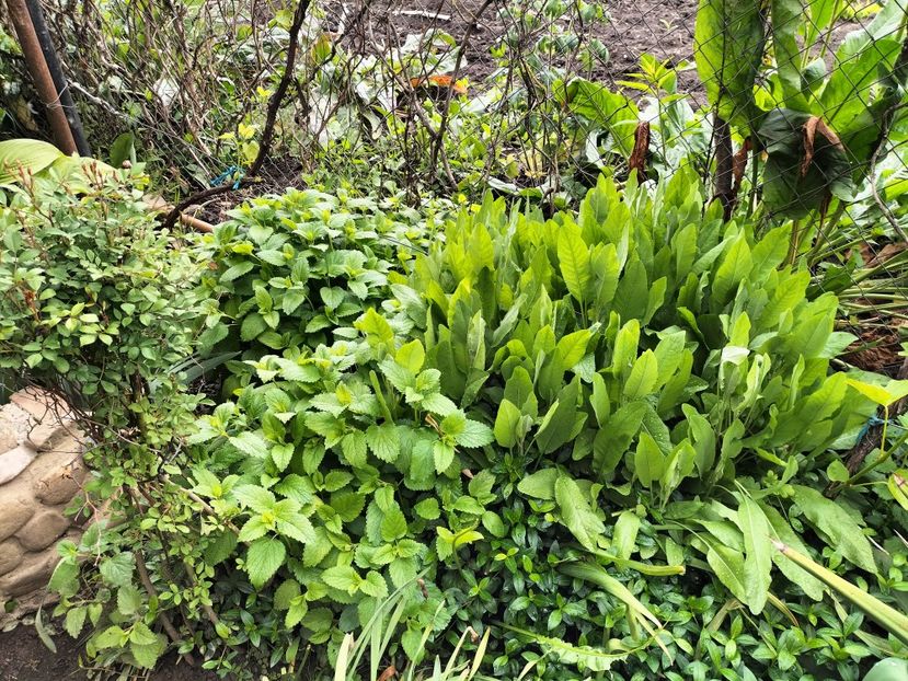 IMG20250517142717 - primavara 2025 la tara