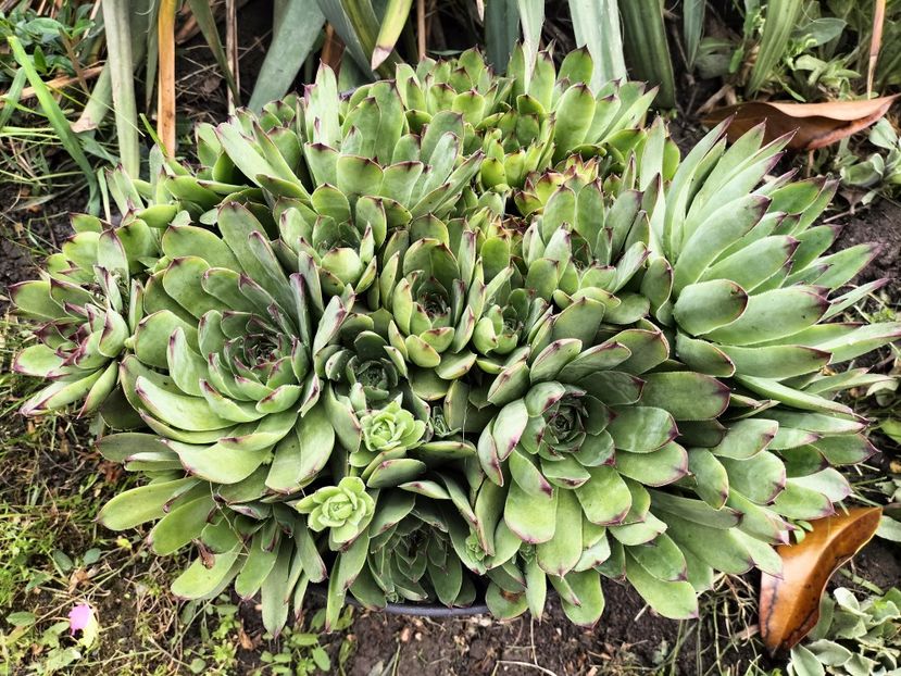 IMG20250517142655 - primavara 2025 la tara