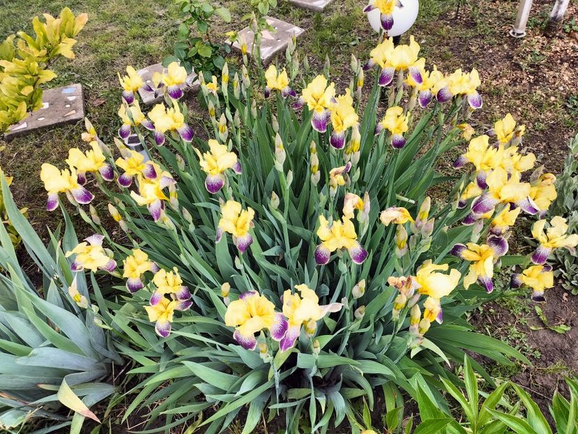 IMG20250517142636 - primavara 2025 la tara