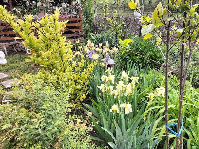 IMG20250517142549 - primavara 2025 la tara