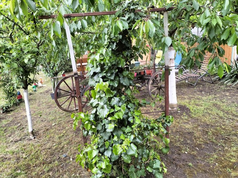 IMG20250517142433 - primavara 2025 la tara