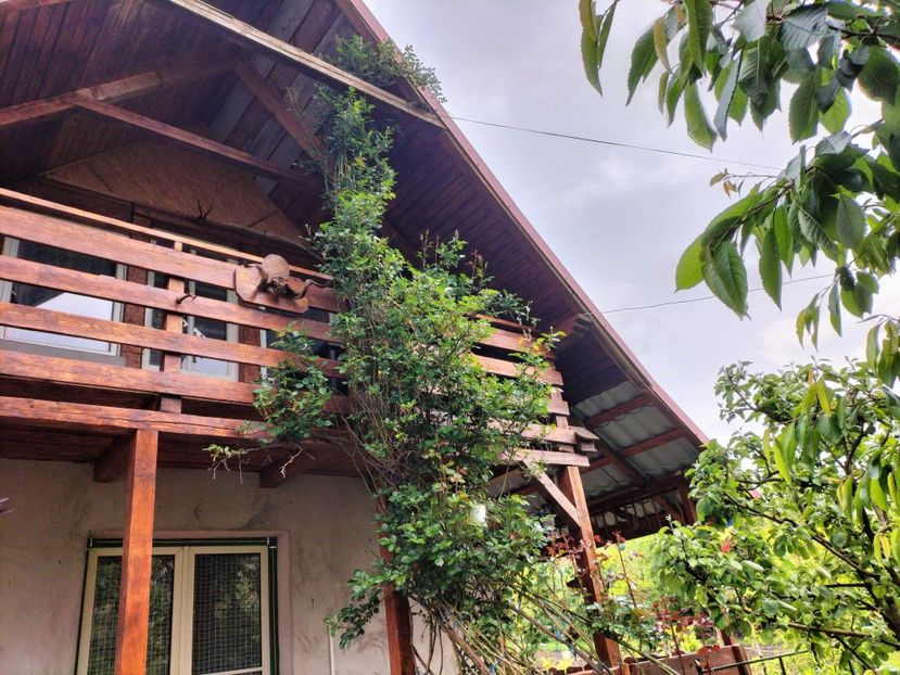 IMG20250517142408 - primavara 2025 la tara