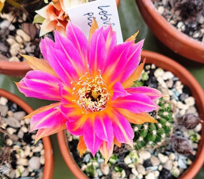 Lobivia hb PCL 15 - Lobivia hb PCL 15