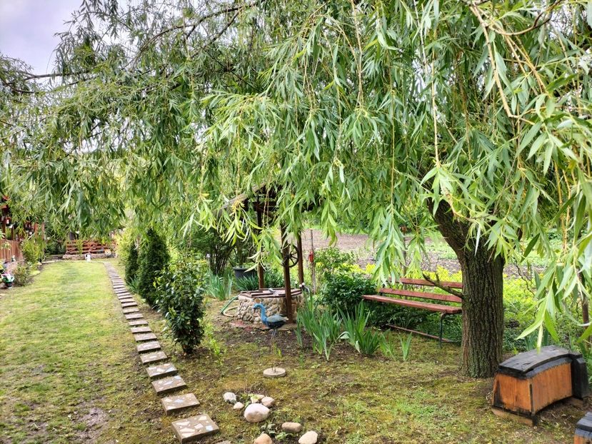 IMG20250517142042 - primavara 2025 la tara