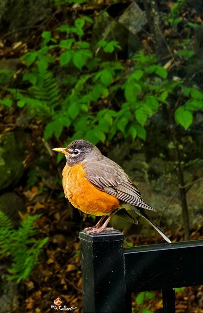 Merle d'Amérique (American Robin)  - C - BIRDS - Pasari