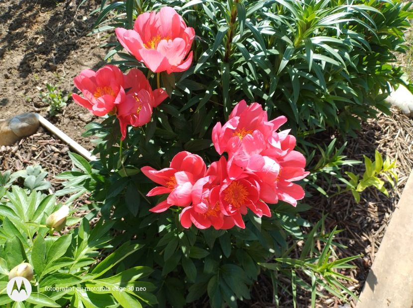  - Flori de gradină-2025