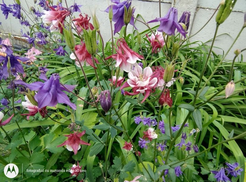  - Flori de gradină-2025