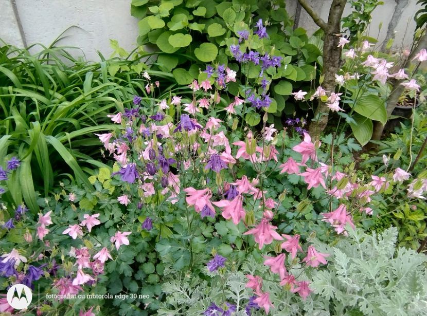  - Flori de gradină-2025