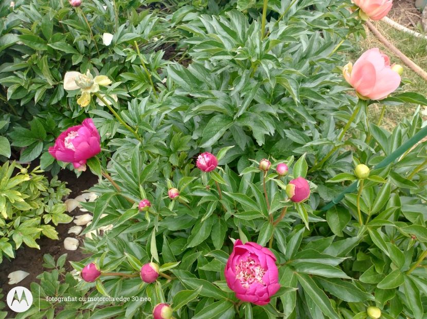  - Flori de gradină-2025