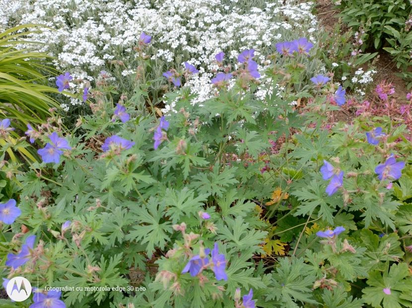  - Flori de gradină-2025