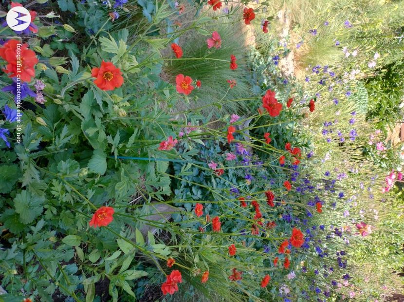  - Flori de gradină-2025