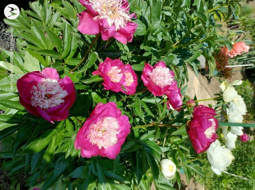  - Flori de gradină-2025