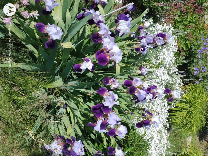  - Flori de gradină-2025