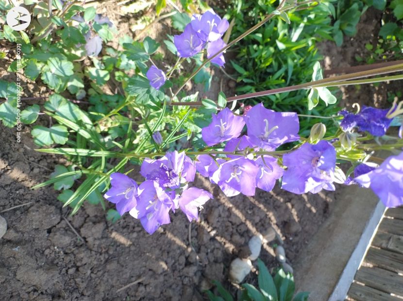  - Flori de gradină-2025