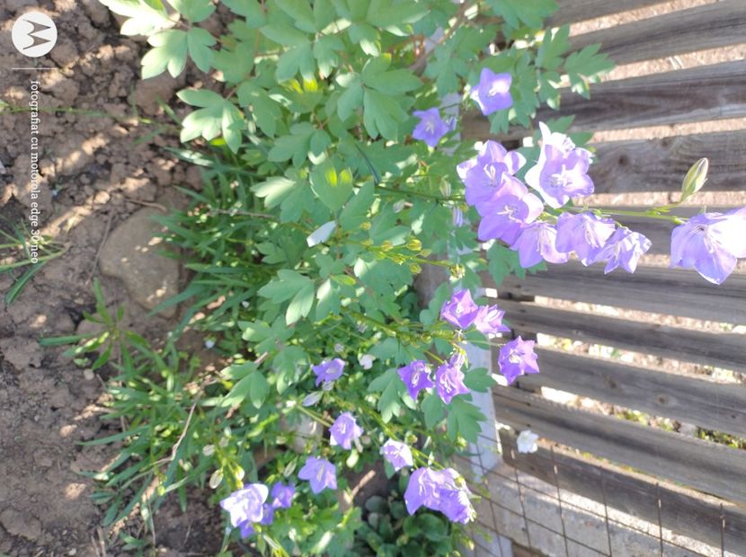  - Flori de gradină-2025