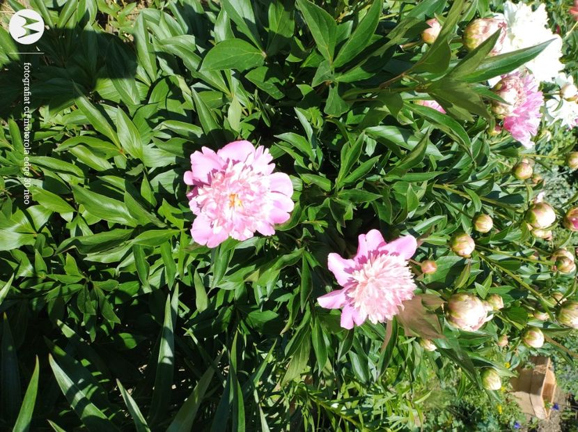  - Flori de gradină-2025