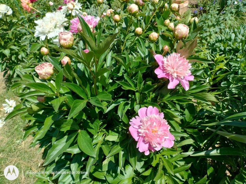  - Flori de gradină-2025