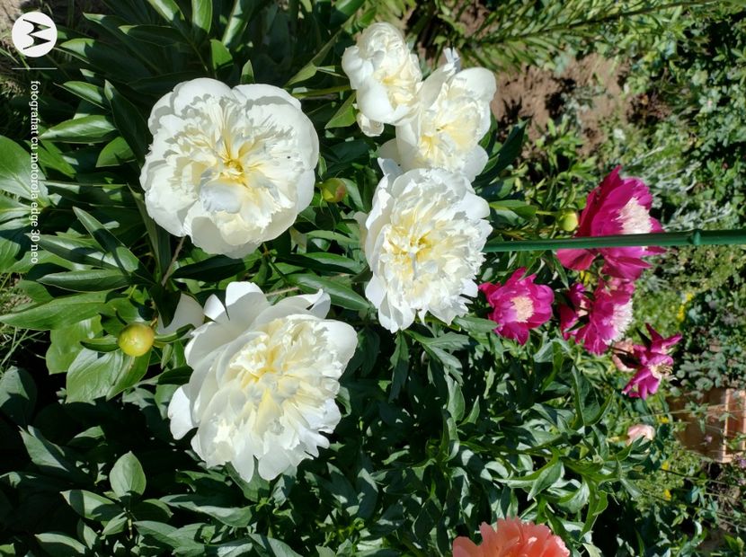  - Flori de gradină-2025