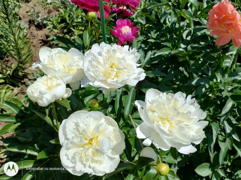  - Flori de gradină-2025
