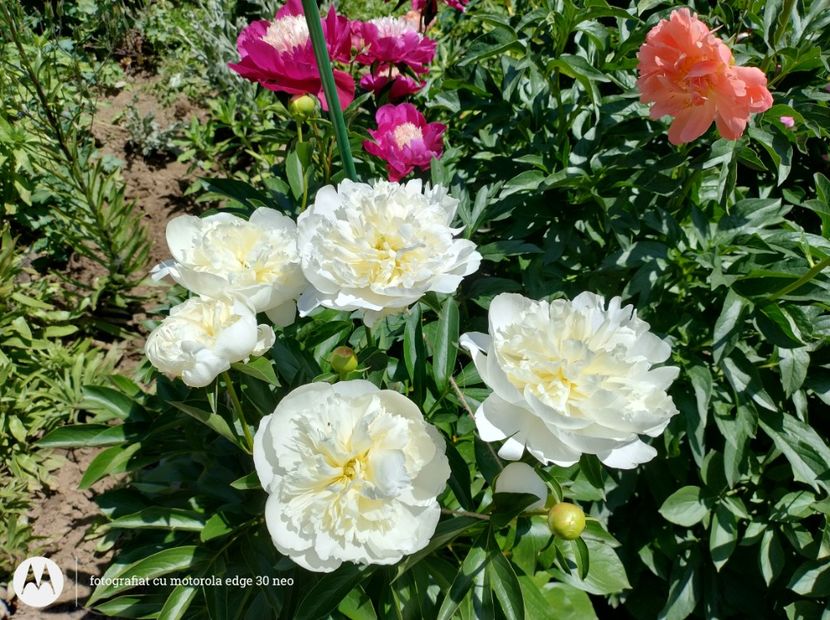  - Flori de gradină-2025