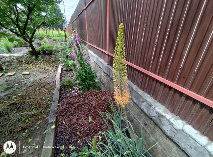  - Flori de gradină-2025