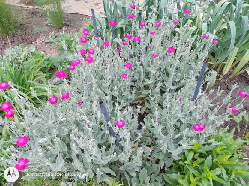  - Flori de gradină-2025