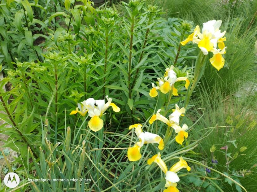  - Flori de gradină-2025