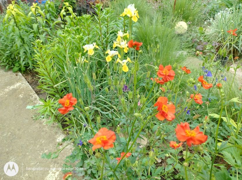  - Flori de gradină-2025