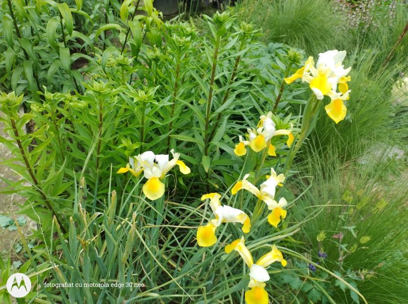  - Flori de gradină-2025