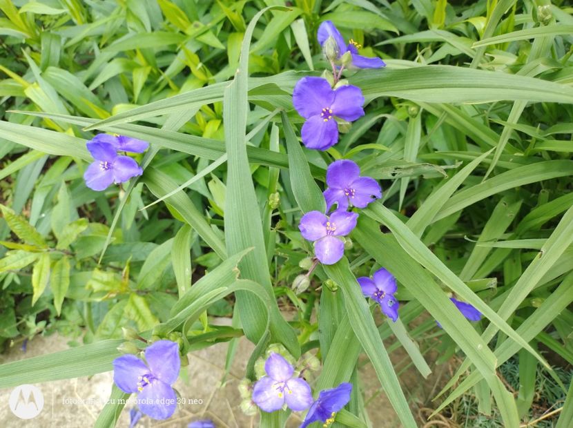  - Flori de gradină-2025