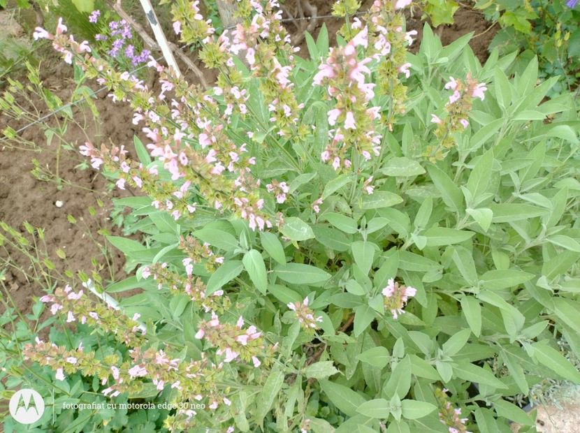  - Flori de gradină-2025