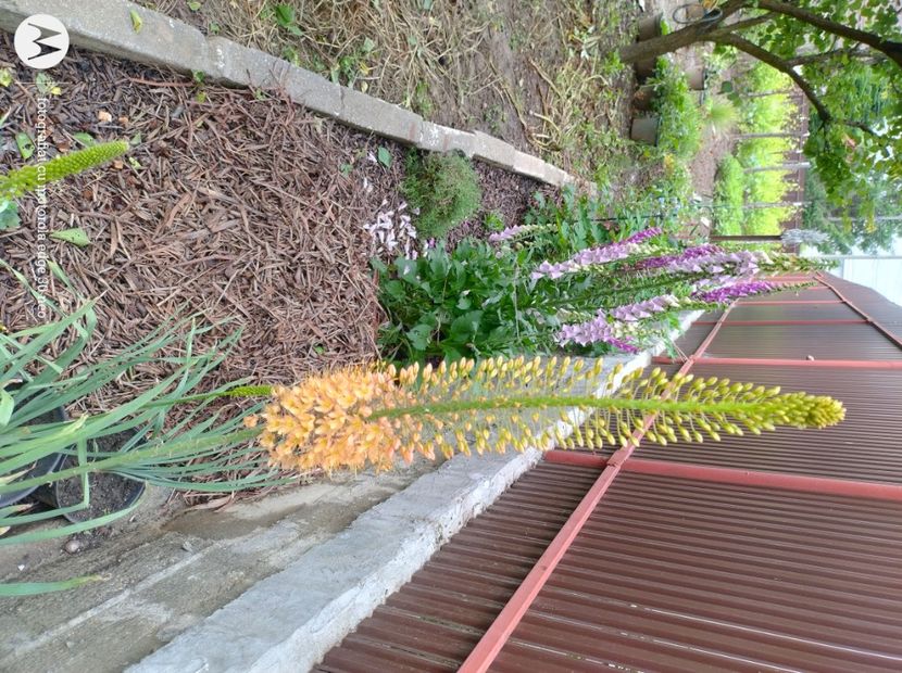  - Flori de gradină-2025