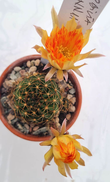 Lobivia hb NN11 - Lobivia hb NN11