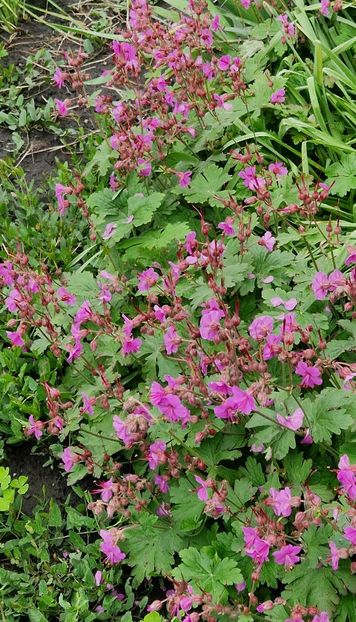 Geranium de gradina - 2025