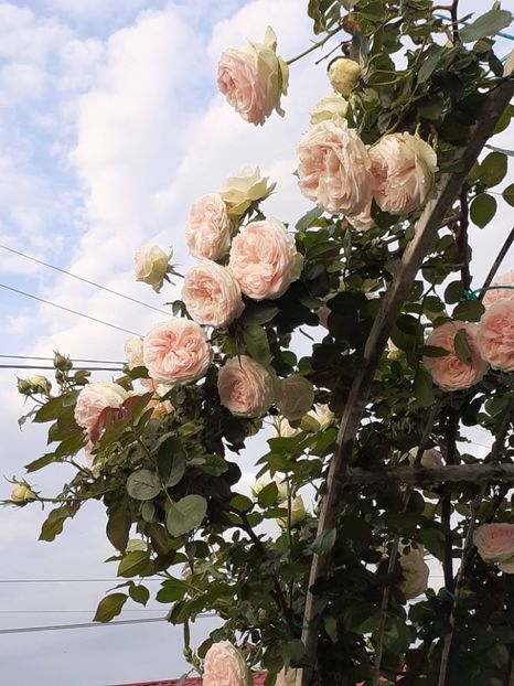  - Palais Royale 2022 - 2023-2024