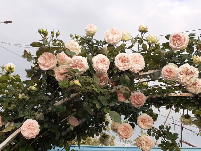  - Palais Royale 2022 - 2023-2024