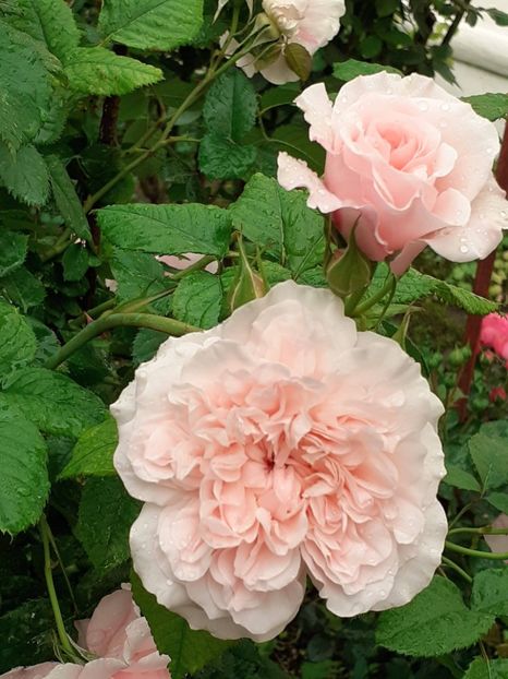  - Rose de Tolbiac