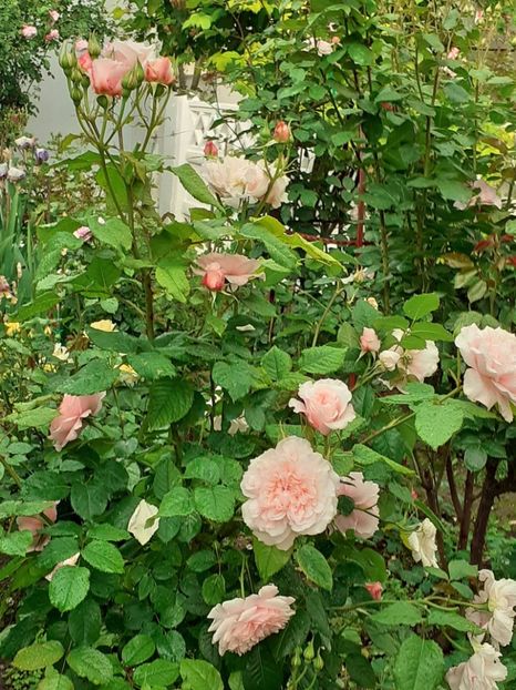  - Rose de Tolbiac