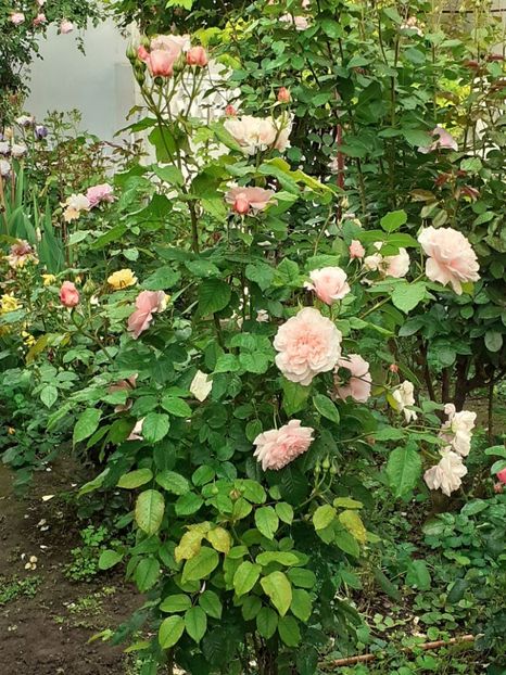  - Rose de Tolbiac