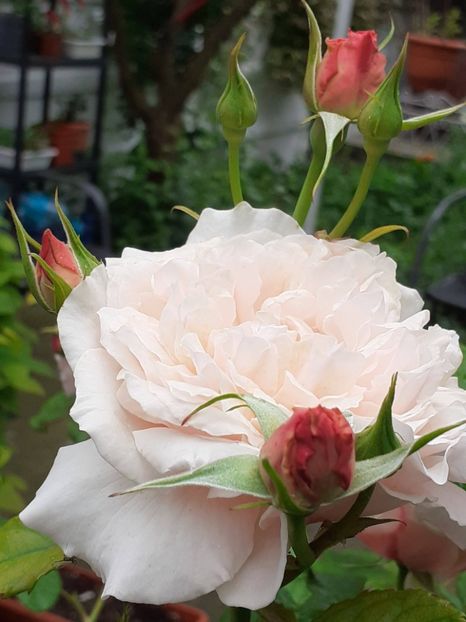  - Rose de Tolbiac