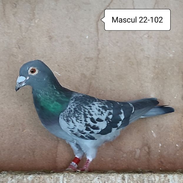 Mascul 22-102....-10 lei - Stropit